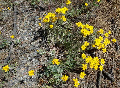 GDMBR: Yellow Daisies.